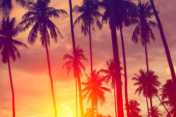 istock Copy space of silhouette tropical palm tree with sun light on sunset sky and cloud abstract background. Summer vacation and nature travel adventure concept. Vintage tone filter effect color style. 1157481331
