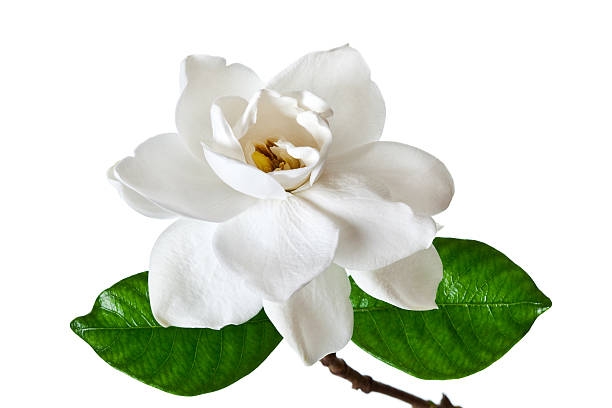 Single white gardenia blossom with green leaves stock photo