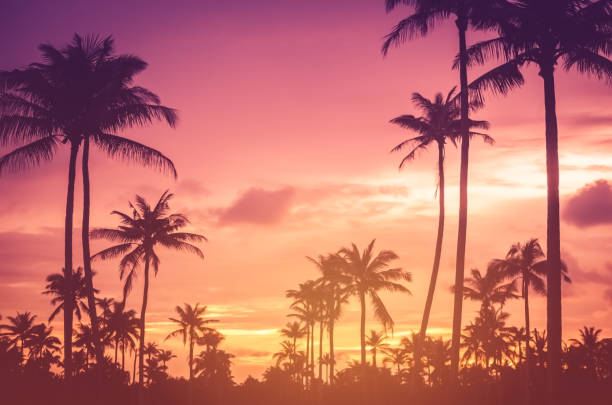 istock Copy space of silhouette tropical palm tree with sun light on sunset sky and cloud abstract background. Summer vacation and nature travel adventure concept. Vintage tone filter effect color style. 1157482569