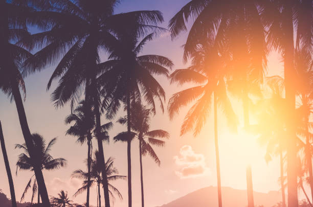 istock Copy space of silhouette tropical palm tree with sun light on sunset sky and cloud abstract background. Summer vacation and nature travel adventure concept. Vintage tone filter effect color style. 1157482572