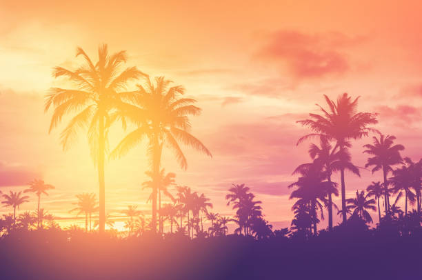istock Copy space of silhouette tropical palm tree with sun light on sunset sky and cloud abstract background. Summer vacation and nature travel adventure concept. Vintage tone filter effect color style. 1157482573