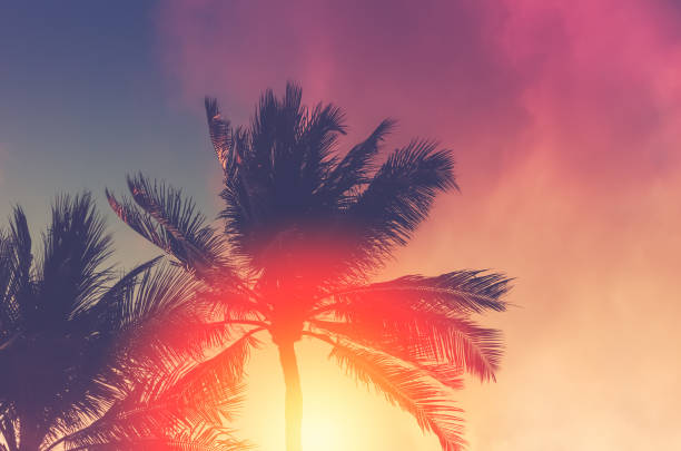 istock Copy space of silhouette tropical palm tree with sun light on sunset sky and cloud abstract background. Summer vacation and nature travel adventure concept. Vintage tone filter effect color style. 1157482576
