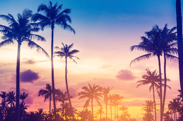 Copy space of silhouette tropical palm tree with sun light on sunset sky and cloud abstract background. Summer vacation and nature travel adventure concept. Vintage tone filter effect color style. copie el espacio de la palmera tropical de la silueta con la luz del sol en el cielo de la puesta del sol y el fondo abstracto de la nube. vacaciones de verano y concepto de aventura de viaje por la naturaleza. estilo de color efecto de filtro de tono vint