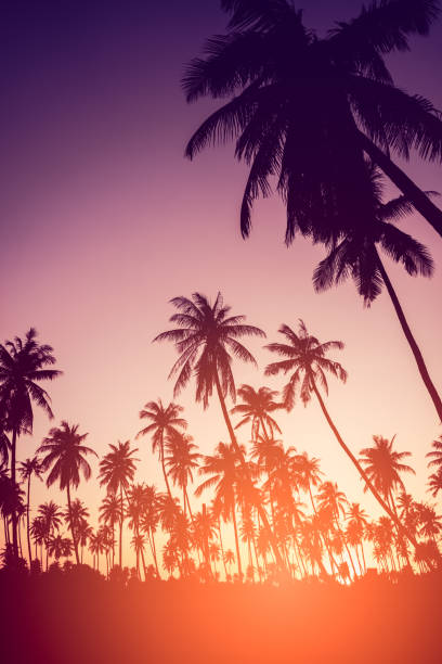 istock Copy space of silhouette tropical palm tree with sun light on sunset sky and cloud abstract background. Summer vacation and nature travel adventure concept. Vintage tone filter effect color style. 1157482592