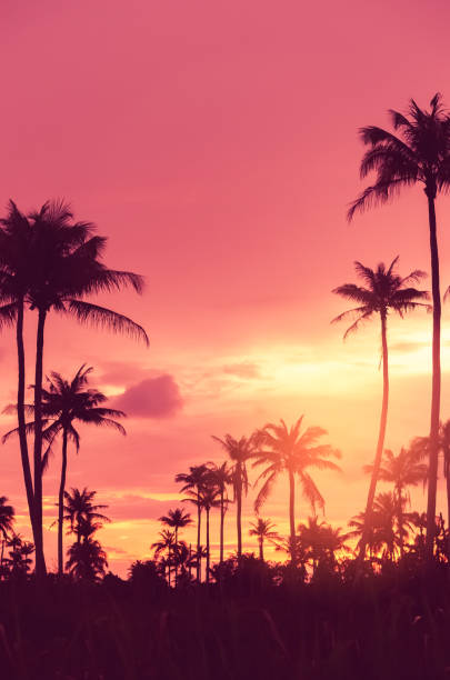 Copy space of silhouette tropical palm tree with sun light on sunset sky and cloud abstract background. Summer vacation and nature travel adventure concept. Vintage tone filter effect color style.