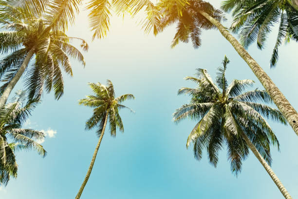istock Copy space of tropical palm tree with sun light on blue sky and white cloud abstract background. Summer vacation and nature travel adventure concept. Vintage tone filter effect color style. 1157482610