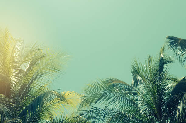 Copy space of tropical palm tree with sun light on blue sky and white cloud abstract background. Summer vacation and nature travel adventure concept. Vintage tone filter effect color style. copie el espacio de la palmera tropical con la luz del sol en el cielo azul y el fondo abstracto de la nube blanca. vacaciones de verano y concepto de aventura de viaje por la naturaleza. estilo de color efecto de filtro de tono vintage.