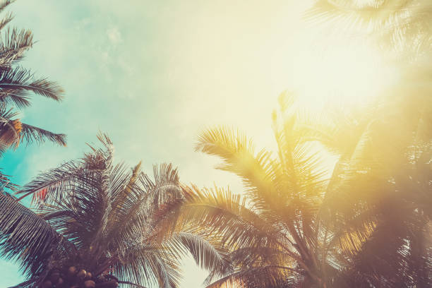 Copy space of tropical palm tree with sun light on blue sky and white cloud abstract background. Summer vacation and nature travel adventure concept. Vintage tone filter effect color style. copie el espacio de la palmera tropical con la luz del sol en el cielo azul y el fondo abstracto de la nube blanca. vacaciones de verano y concepto de aventura de viaje por la naturaleza. estilo de color efecto de filtro de tono vintage.