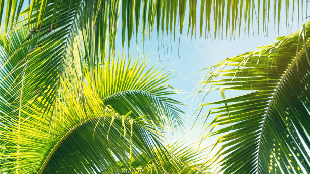istock Copy space of tropical palm tree with sun light on blue sky and white cloud abstract background. Summer vacation and nature travel adventure concept. Vintage tone filter effect color style. 1157482708