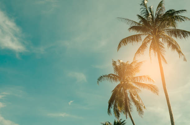 istock Copy space of tropical palm tree with sun light on blue sky and white cloud abstract background. Summer vacation and nature travel adventure concept. Vintage tone filter effect color style. 1157482748