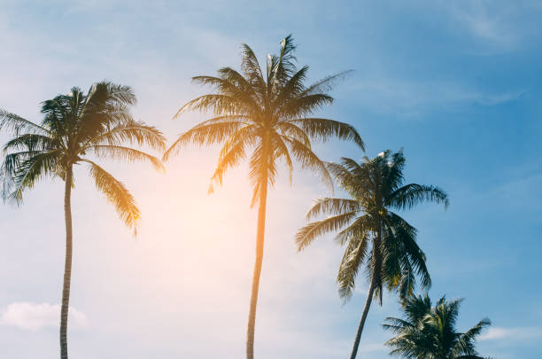 istock Copy space of tropical palm tree with sun light on blue sky and white cloud abstract background. Summer vacation and nature travel adventure concept. Vintage tone filter effect color style. 1157483444