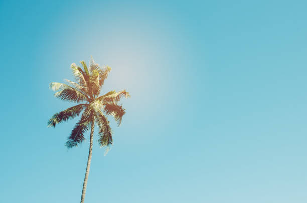 istock Copy space of tropical palm tree with sun light on blue sky and white cloud abstract background. Summer vacation and nature travel adventure concept. Vintage tone filter effect color style. 1157483454