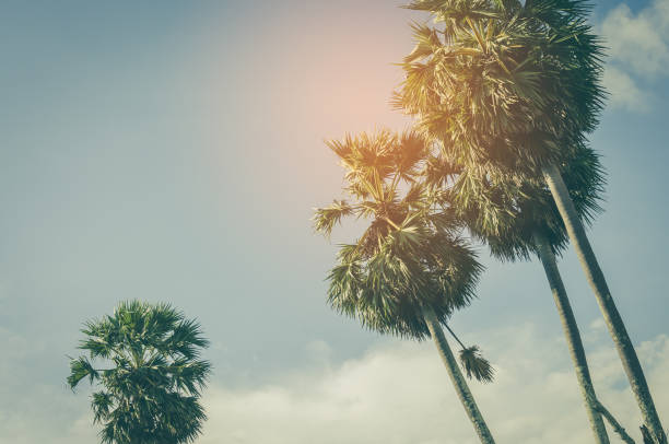 istock Copy space of tropical palm tree with sun light on blue sky and white cloud abstract background. Summer vacation and nature travel adventure concept. Vintage tone filter effect color style. 1157483458