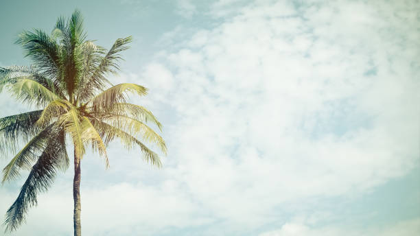 istock Copy space of tropical palm tree with sun light on blue sky and white cloud abstract background. Summer vacation and nature travel adventure concept. Vintage tone filter effect color style. 1157483489