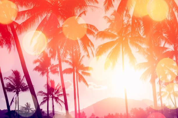 Copy space silhouette tropical palm tree colorful bokeh sun light on sunset sky cloud abstract background. Summer vacation and nature travel adventure concept. Vintage tone filter effect color style.