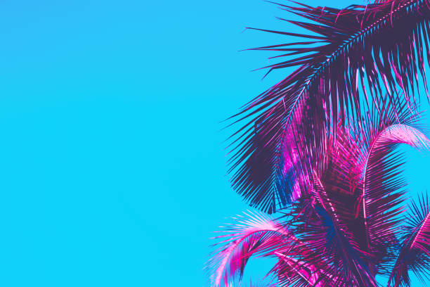 istock Copy space pink tropical palm tree on sky abstract background. Summer vacation and nature travel adventure concept. Vintage tone filter effect color style. 1157483563