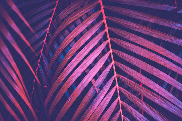 istock Copy space pink tropical palm tree on sky abstract background. Summer vacation and nature travel adventure concept. Vintage tone filter effect color style. 1157483568