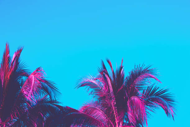 istock Copy space pink tropical palm tree on sky abstract background. Summer vacation and nature travel adventure concept. Vintage tone filter effect color style. 1157483570