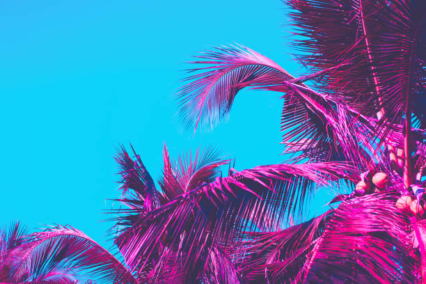 istock Copy space pink tropical palm tree on sky abstract background. Summer vacation and nature travel adventure concept. Vintage tone filter effect color style. 1157483571