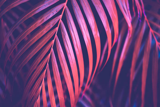istock Copy space pink tropical palm tree on sky abstract background. Summer vacation and nature travel adventure concept. Vintage tone filter effect color style. 1157483597