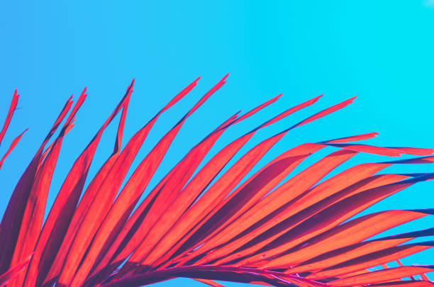 istock Copy space pink tropical palm tree on sky abstract background. Summer vacation and nature travel adventure concept. Vintage tone filter effect color style. 1157483635