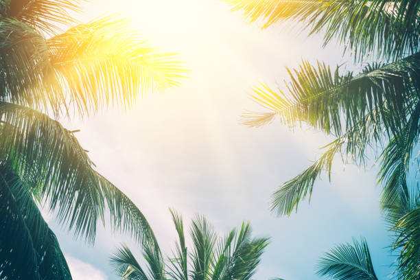 istock Copy space tropical palm tree with sun light on blue sky and cloud abstract background. Summer vacation and nature travel adventure concept. Vintage tone filter effect color style. 1157483639