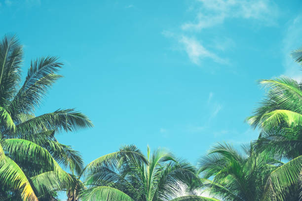 istock Copy space of tropical palm tree with sun light on blue sky and white cloud abstract background. Summer vacation and nature travel adventure concept. Vintage tone filter effect color style. 1157483917