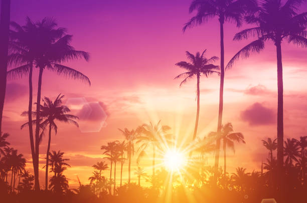 istock Copy space of tropical palm tree with sun light on sunset sky background. Summer vacation and nature travel adventure concept. Vintage tone filter effect color style. 1157484465