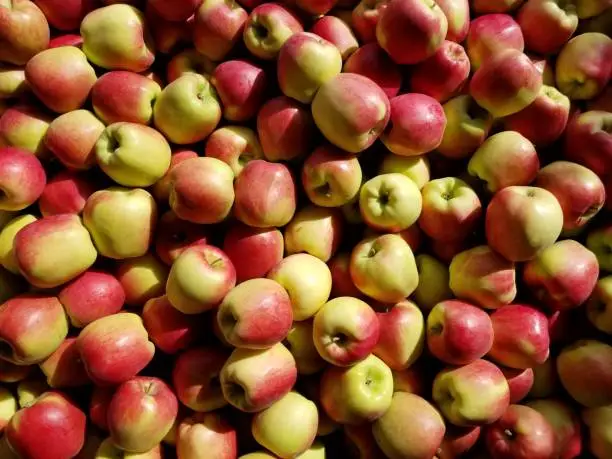 Ambrosia apples in a bin at a fruitstand.