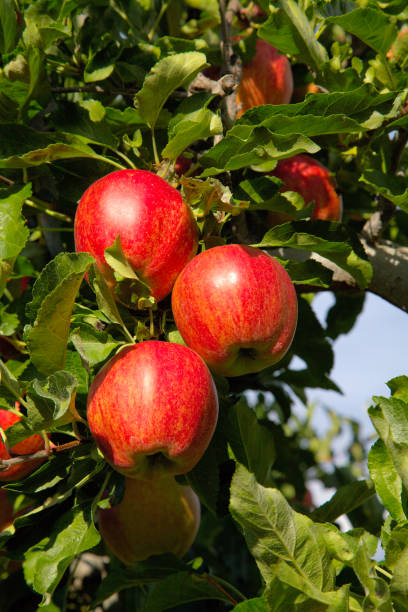 istock Ambrosia Apples on the tree. 1157485293