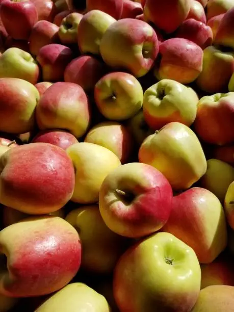 Ambrosia apples in a bin at a fruitstand.