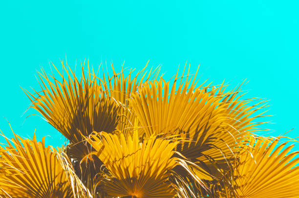 istock Copy space yellow leave tropical palm tree on blue sky abstract background. Summer vacation and nature travel adventure concept. Vintage tone filter effect color style. 1157485464