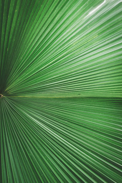 istock Green palm leaf pattern texture abstract background. Copy space for graphic design tropical summer concept. Vintage tone filter effect color style. 1157487277