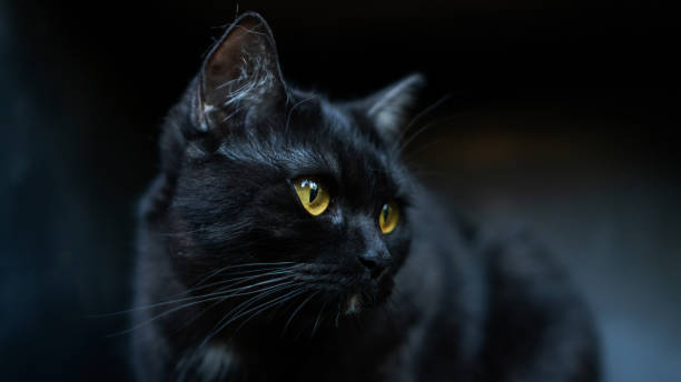 istock Black cat sitting in the room. 1157490636