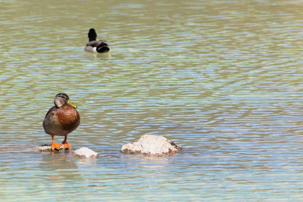 istock A Mallard Duck rests standing on a rock 1157492295