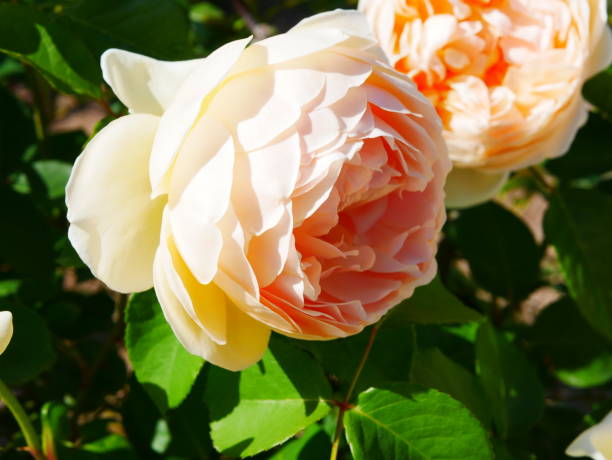 istock Yellow rose garden 1157493448