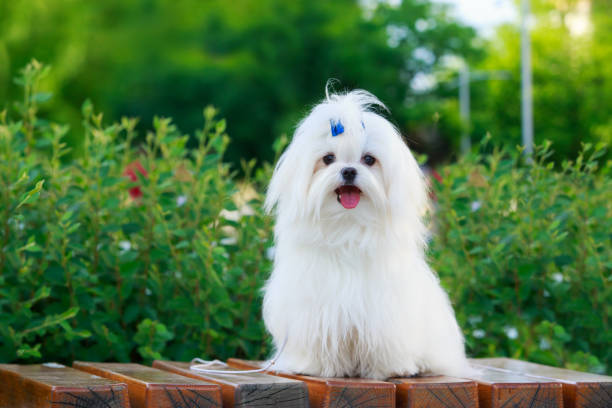 Cute maltese dog Cute dog breed Maltese is sitting on a pedestal in the park maltese dog stock pictures, royalty-free photos & images