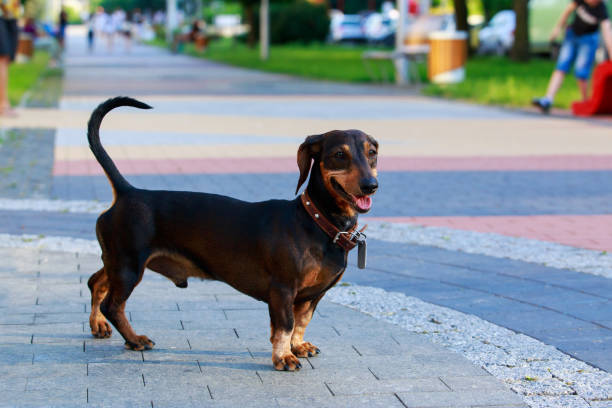 Dog breed dachshund