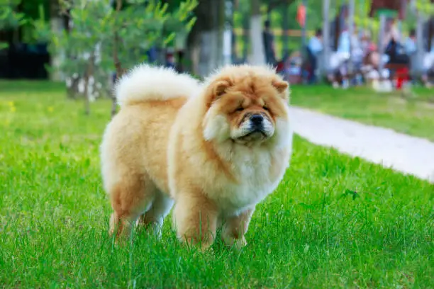 The dog breed chow chow in park on green grass