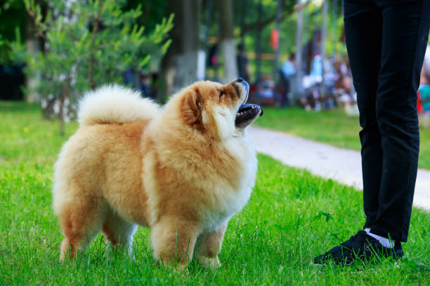 istock The dog breed chow chow 1157494523