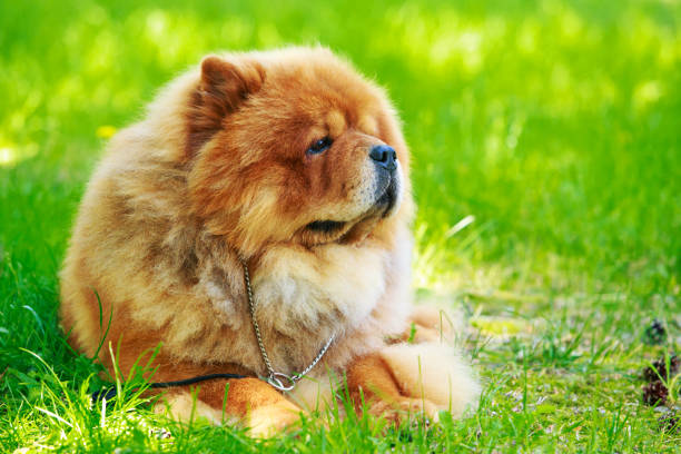 istock The dog breed chow chow 1157494542