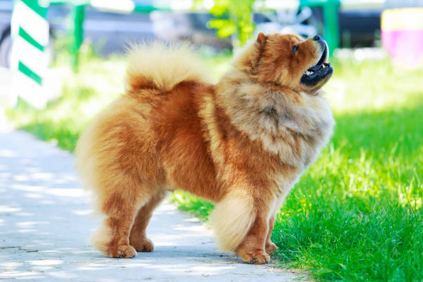 istock The dog breed chow chow 1157494567