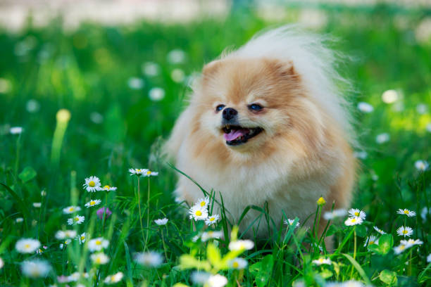 istock The dog breed pomeranian spitz 1157495353