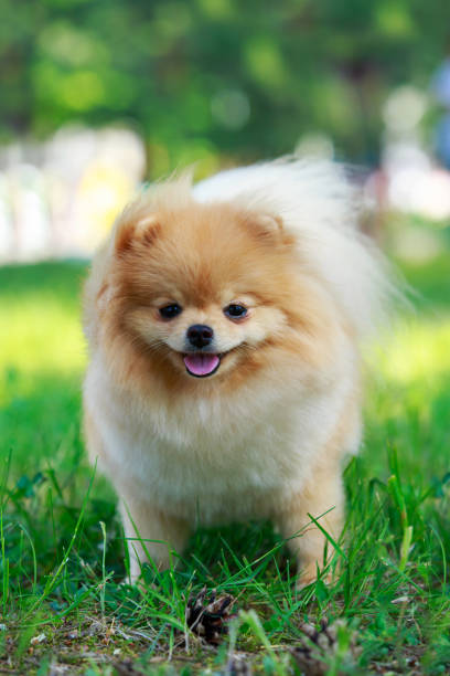 istock The dog breed pomeranian spitz 1157495359