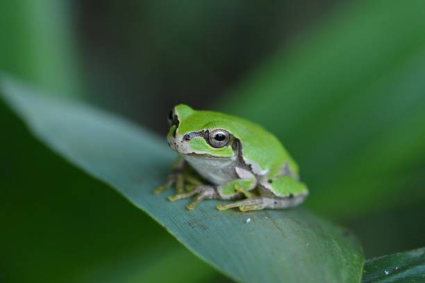 Japanese tree frog Japanese tree frog tree frog photos stock pictures, royalty-free photos & images