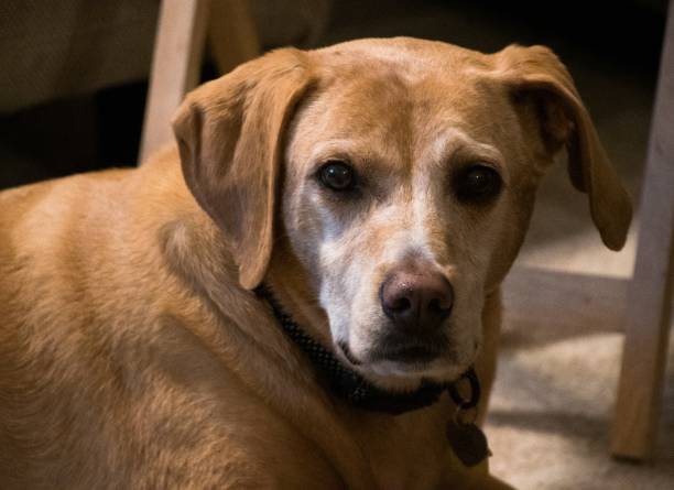 istock Beautiful Old Girl 1157496337