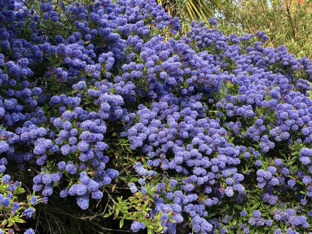 Stock Photo of English rockery flower garden with blue ceanothus flowers (blue sapphire) on Californian lilac shrub growing by seaside beach, salt resistant flowering evergreen shrubs. imagen del jardín de flores rockero inglés con flores de ceanothus azul (zafiro azul) en arbustos lila californianos que crecen junto a la playa, arbustos perennes con flores resistentes a la sal, ceanothus azul adecuado para condiciones duras y pleno so