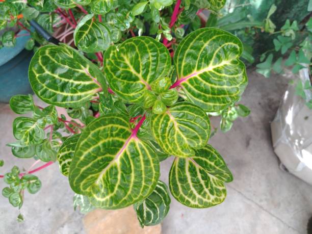 istock Ornamental Garden 1157497137