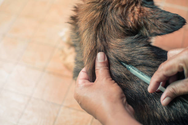 istock Veterinary is vaccinating dog for immunity 1157497272