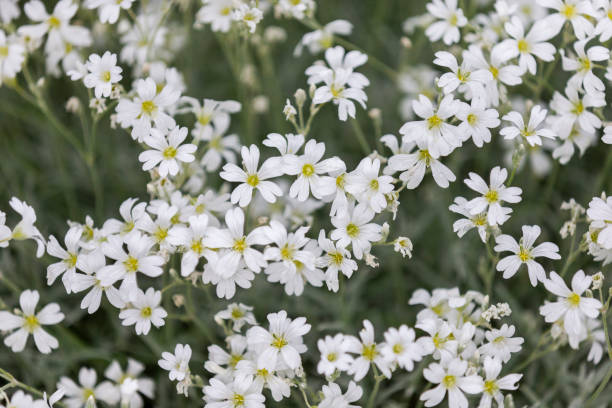 istock delicate little white flowers in spring 1157497359